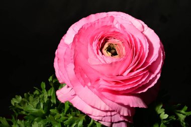 Karanlık arka planda güzel bir çiçek. bahar konsepti.