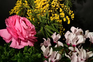 Karanlık arka planda güzel çiçekler. bahar konsepti.