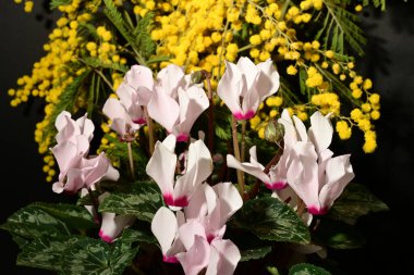 Karanlık arka planda güzel çiçekler. bahar konsepti.