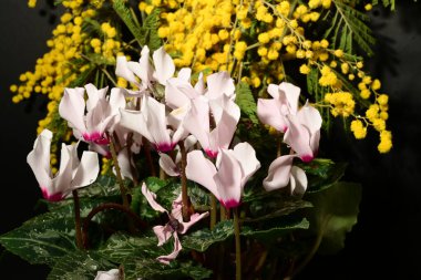 Karanlık arka planda güzel çiçekler. bahar konsepti.