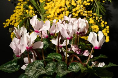 Karanlık arka planda güzel çiçekler. bahar konsepti.