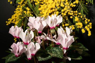 Karanlık arka planda güzel çiçekler. bahar konsepti.