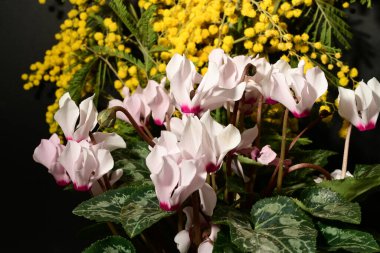 Karanlık arka planda güzel çiçekler. bahar konsepti.