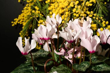 Karanlık arka planda güzel çiçekler. bahar konsepti.