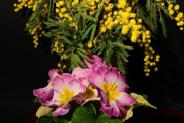 Karanlık arka planda güzel çiçekler. bahar konsepti.