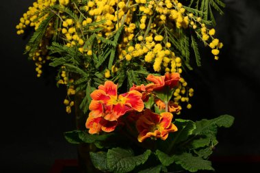 Karanlık arka planda güzel çiçekler. bahar konsepti.