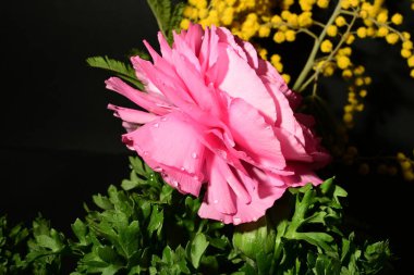 Karanlık arka planda güzel bahar çiçekleri. bahar konsepti.