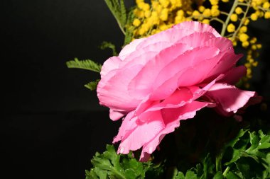 Karanlık arka planda güzel bahar çiçekleri. bahar konsepti.