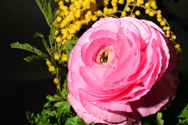 Karanlık arka planda güzel bahar çiçekleri. bahar konsepti.