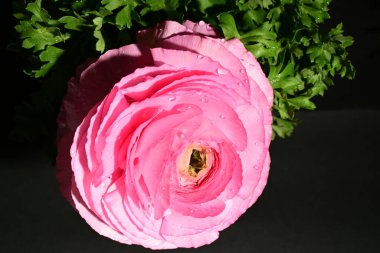 Karanlık arka planda güzel bir bahar çiçeği. bahar konsepti.