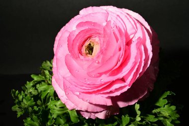 Karanlık arka planda güzel bir bahar çiçeği. bahar konsepti.