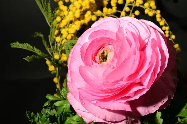 Karanlık arka planda güzel bahar çiçekleri. bahar konsepti.