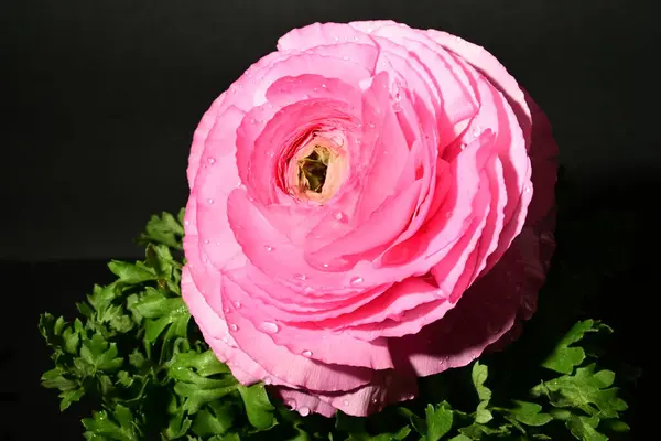 Karanlık arka planda güzel bir bahar çiçeği. bahar konsepti.