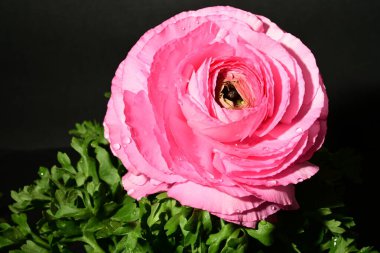 Karanlık arka planda güzel bir bahar çiçeği. bahar konsepti.