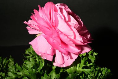 Karanlık arka planda güzel bir bahar çiçeği. bahar konsepti.