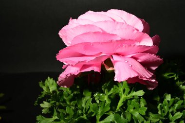 Karanlık arka planda güzel bir bahar çiçeği. bahar konsepti.