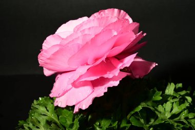 Karanlık arka planda güzel bir bahar çiçeği. bahar konsepti.