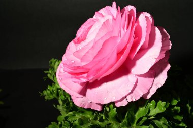 Karanlık arka planda güzel bir bahar çiçeği. bahar konsepti.