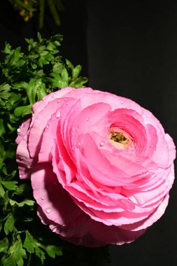 Karanlık arka planda güzel bir bahar çiçeği. bahar konsepti.