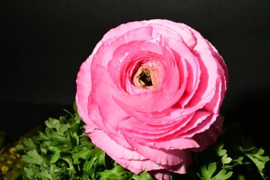 Karanlık arka planda güzel bir bahar çiçeği. bahar konsepti.