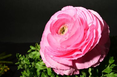 Karanlık arka planda güzel bir bahar çiçeği. bahar konsepti.