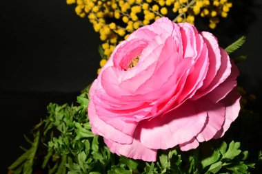 Karanlık arka planda güzel bahar çiçekleri. bahar konsepti.