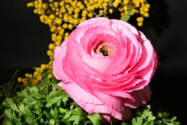 Karanlık arka planda güzel bahar çiçekleri. bahar konsepti.