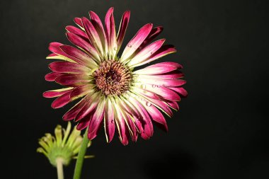 Karanlık arka planda güzel çiçekler. bahar konsepti.