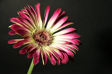 Karanlık arka planda güzel bir bahar çiçeği. bahar konsepti.