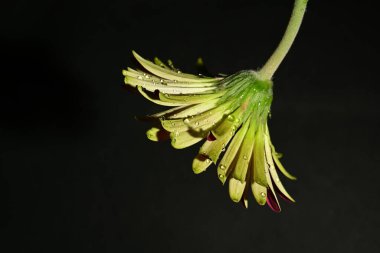 Karanlık arka planda güzel bir bahar çiçeği. bahar konsepti.