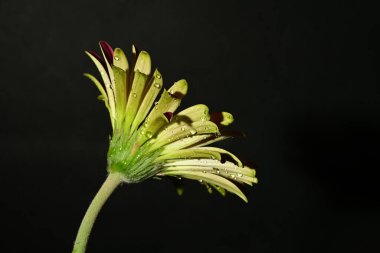 Karanlık arka planda güzel bir bahar çiçeği. bahar konsepti.
