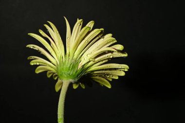 Karanlık arka planda güzel bir bahar çiçeği. bahar konsepti.