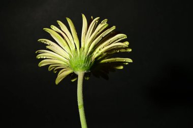 Karanlık arka planda güzel bir bahar çiçeği. bahar konsepti.