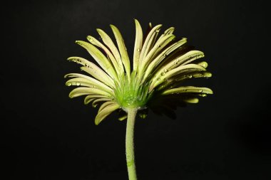 Karanlık arka planda güzel bir bahar çiçeği. bahar konsepti.