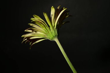 Karanlık arka planda güzel bir bahar çiçeği. bahar konsepti.