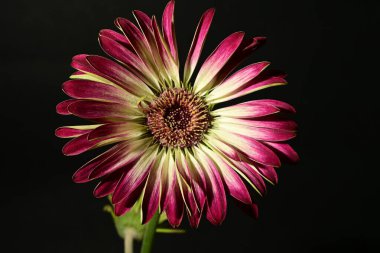 Karanlık arka planda güzel bir bahar çiçeği. bahar konsepti.