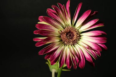 Karanlık arka planda güzel bir bahar çiçeği. bahar konsepti.