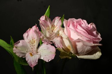 Karanlık arka planda güzel çiçekler. bahar konsepti.