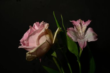 Karanlık arka planda güzel çiçekler. bahar konsepti.