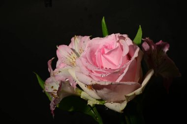 Karanlık arka planda güzel çiçekler. bahar konsepti.