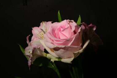 Karanlık arka planda güzel çiçekler. bahar konsepti.