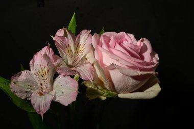 Karanlık arka planda güzel çiçekler. bahar konsepti.