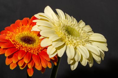 Karanlık arka planda güzel gerberalar. bahar konsepti. 