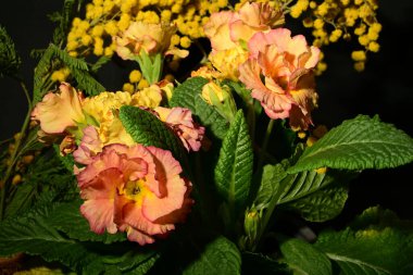 Karanlık arka planda güzel bahar çiçekleri. bahar konsepti.