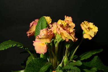 Karanlık arka planda güzel bahar çiçekleri. bahar konsepti.