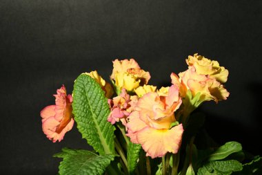 Karanlık arka planda güzel bahar çiçekleri. bahar konsepti.