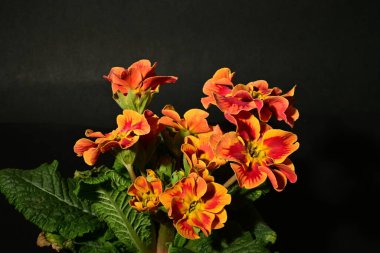 Karanlık arka planda güzel bahar çiçekleri. bahar konsepti.