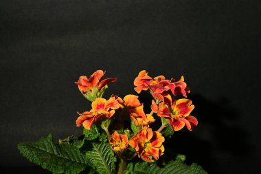 Karanlık arka planda güzel bahar çiçekleri. bahar konsepti.