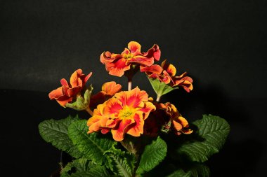 Karanlık arka planda güzel bahar çiçekleri. bahar konsepti.