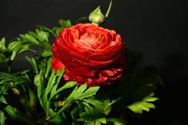 Karanlık arka planda güzel Gerbera. bahar konsepti. 